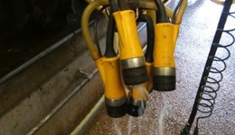 Dairy cow milking: teat cup liners 